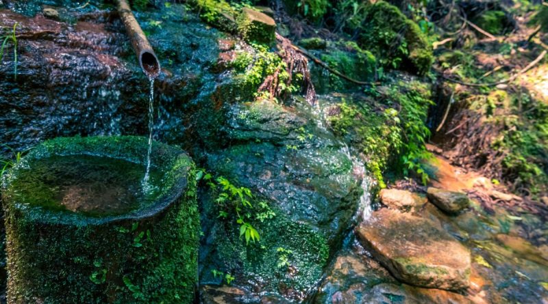 Le bambou du voisin a décidé de s’installer chez vous ? Voici comment garder la paix… et votre pelouse ! - ici