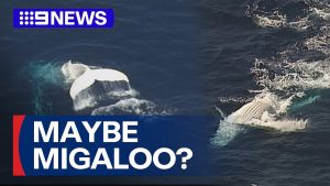Le célèbre cachalot blanc d'Australie refait surface