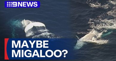 Le célèbre cachalot blanc d'Australie refait surface