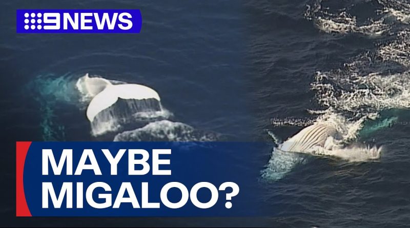Le célèbre cachalot blanc d'Australie refait surface