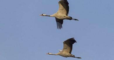 Le virus influenza aviaire a été détecté sur la faune sauvage, création d'une zone infectée sur 23 communes du département