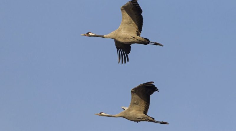 Le virus influenza aviaire a été détecté sur la faune sauvage, création d'une zone infectée sur 23 communes du département