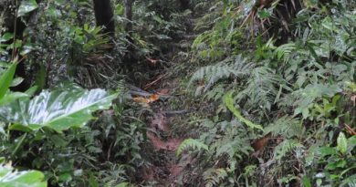 Les deux chasseurs disparus à Mana retrouvés sains et saufs