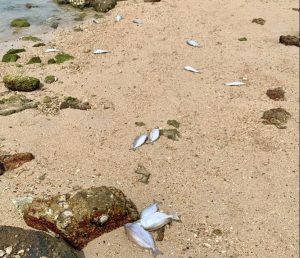 Les fortes chaleurs auraient causé la mort des poissons retrouvés à l’anse Vata