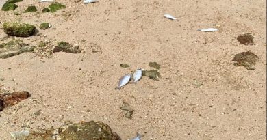 Les fortes chaleurs auraient causé la mort des poissons retrouvés à l’anse Vata 