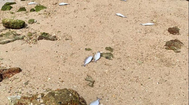 Les fortes chaleurs auraient causé la mort des poissons retrouvés à l’anse Vata