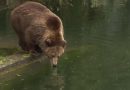 Les ours de Berne se préparent à leur grand sommeil hivernal | RTS