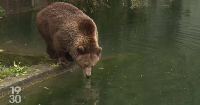 Les ours de Berne se préparent à leur grand sommeil hivernal | RTS