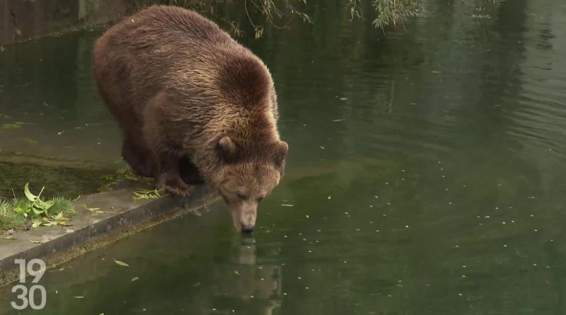 Les ours de Berne se préparent à leur grand sommeil hivernal | RTS