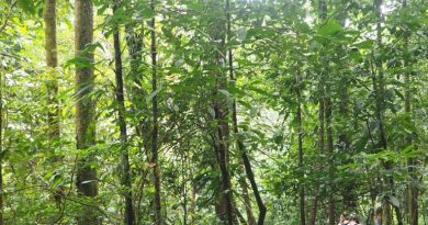 Mana : les recherches se poursuivent pour retrouver deux chasseurs disparus en forêt