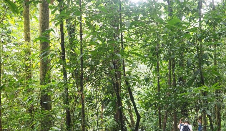 Mana : les recherches se poursuivent pour retrouver deux chasseurs disparus en forêt