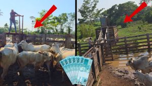 Mon père a vendu notre bétail pour régler les dépenses du site