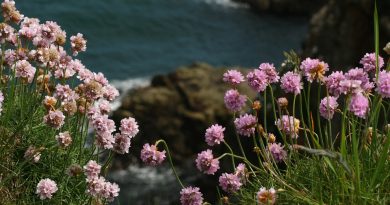 Bretagne, Rennes, Brest, coast, lighthouse, beach, village, Celtic, cliffs, landscape