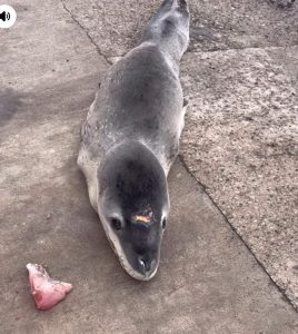 Observation inédite d’un léopard de mer en Polynésie