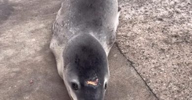 Observation inédite d’un léopard de mer en Polynésie