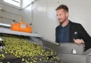 "On ne connaîtra la récolte qu’une fois terminée" : quelle année pour l’olive dans les Alpes-de-Haute-Provence ?