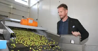 "On ne connaîtra la récolte qu’une fois terminée" : quelle année pour l’olive dans les Alpes-de-Haute-Provence ?