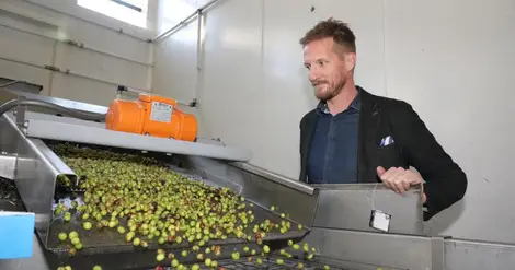 "On ne connaîtra la récolte qu’une fois terminée" : quelle année pour l’olive dans les Alpes-de-Haute-Provence ?
