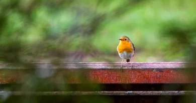 On ne peut pas tous, sauver les récifs coraliens mais on peut aider un oiseau à passer l’hiver