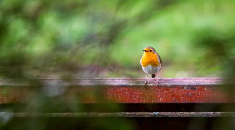 On ne peut pas tous, sauver les récifs coraliens mais on peut aider un oiseau à passer l’hiver