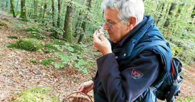 « On se croirait vraiment face à une maison des Schtroumpfs » : dans les pas de Philippe Rioux, spécialiste des champignons (mais pas que les bons !)