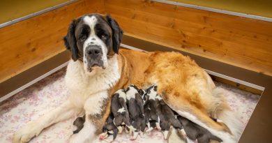 Onze chiots Saint-Bernard sont nés à la Fondation Barry à Martigny (VS) | RTS
