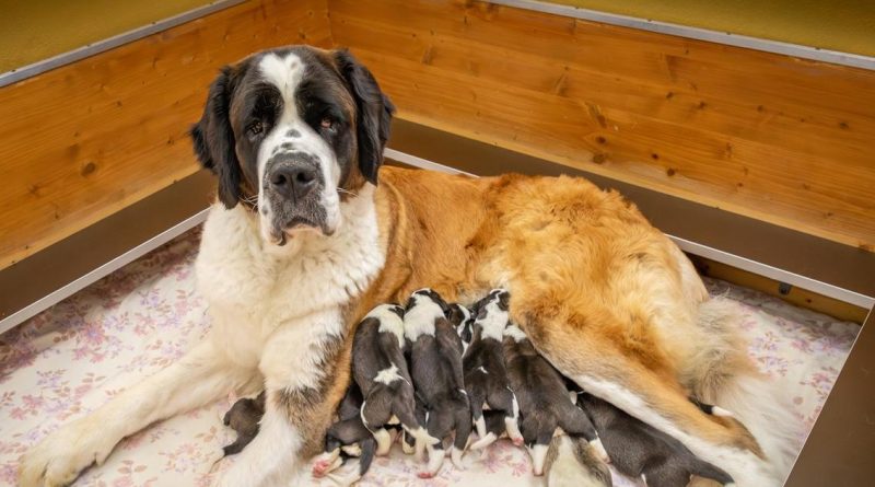 Onze chiots Saint-Bernard sont nés à la Fondation Barry à Martigny (VS) | RTS