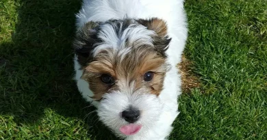 Un yorkshire attaqué par plusieurs chiens à Fréjus, sa maîtresse en état de choc