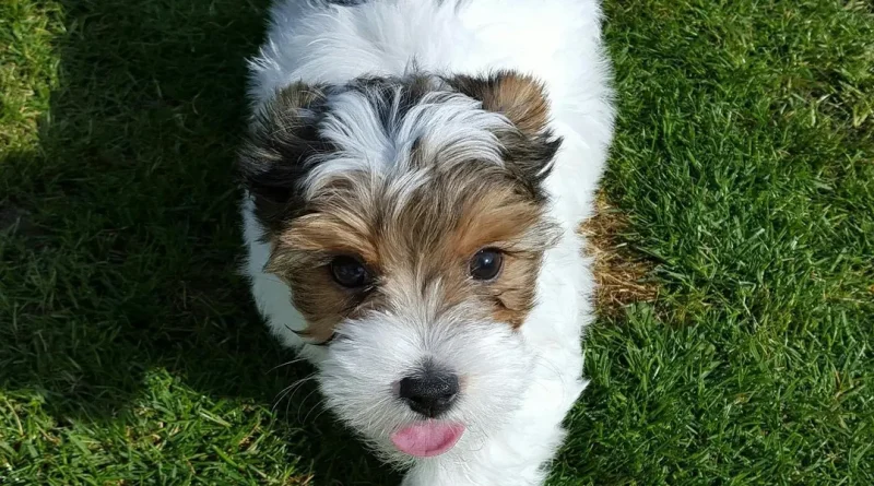 Un yorkshire attaqué par plusieurs chiens à Fréjus, sa maîtresse en état de choc