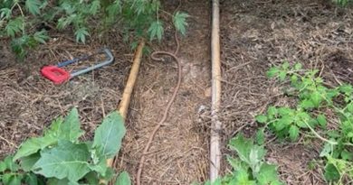 Petite culture de cannabis dans une serre : les gendarmes saisissent 20 plants, le cultivateur en garde à vue