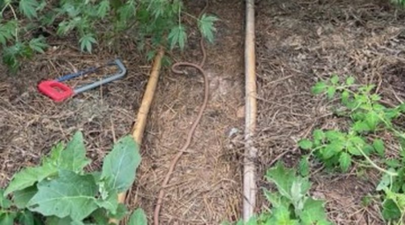 Petite culture de cannabis dans une serre : les gendarmes saisissent 20 plants, le cultivateur en garde à vue