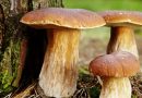 Podcast - Comment faire une bonne cueillette de champignons? | RTS