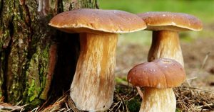 Podcast - Comment faire une bonne cueillette de champignons? | RTS
