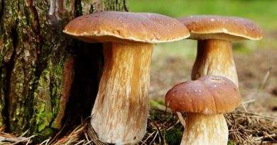 Podcast - Comment faire une bonne cueillette de champignons? | RTS