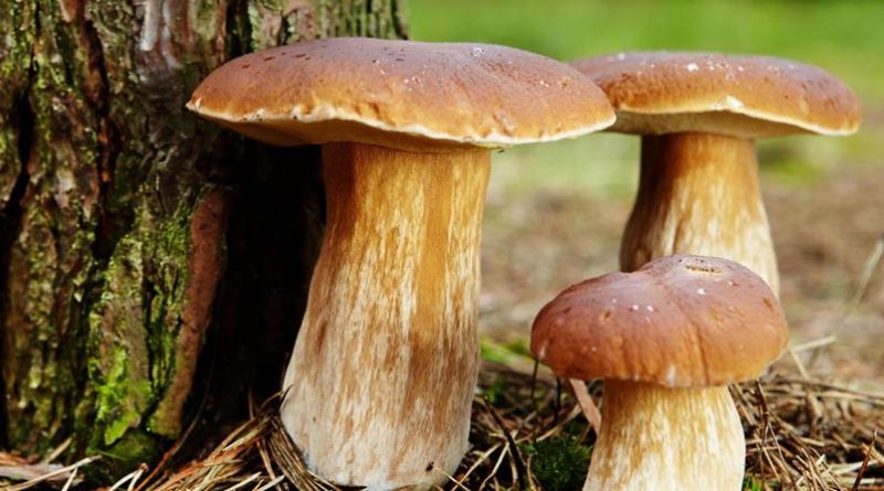 Podcast - Comment faire une bonne cueillette de champignons? | RTS