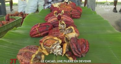 Politique de l’eau partagée, TIG en tribu, cacao… Le JT de Caledonia du 28 octobre