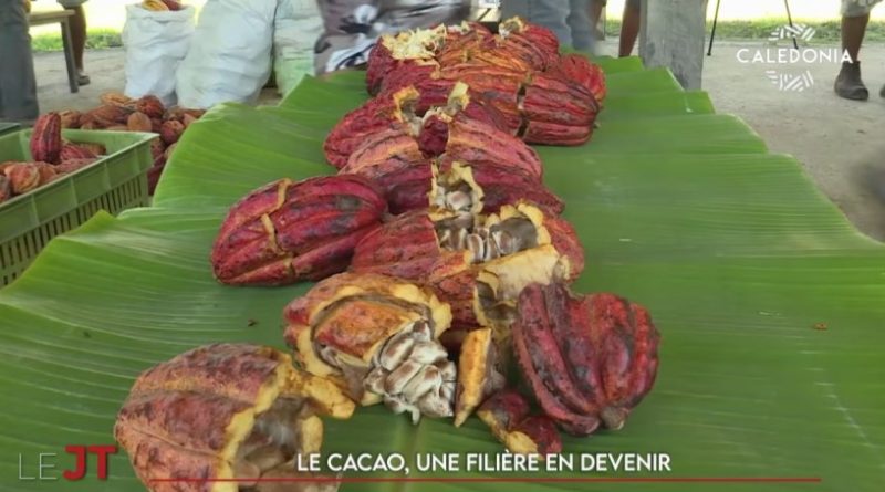 Politique de l’eau partagée, TIG en tribu, cacao… Le JT de Caledonia du 28 octobre