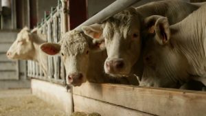 Prix de l'Innovation Énergétique 2024