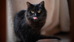 Quelle est l'alimentation idéale pour notre animal ? - ici