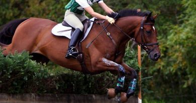 Quinté à Auteuil du samedi 18 octobre : les pronostics hippiques d'Hervé Fortin - ici