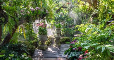 Redonner vie à un vieux massif grâce au recépage - ici