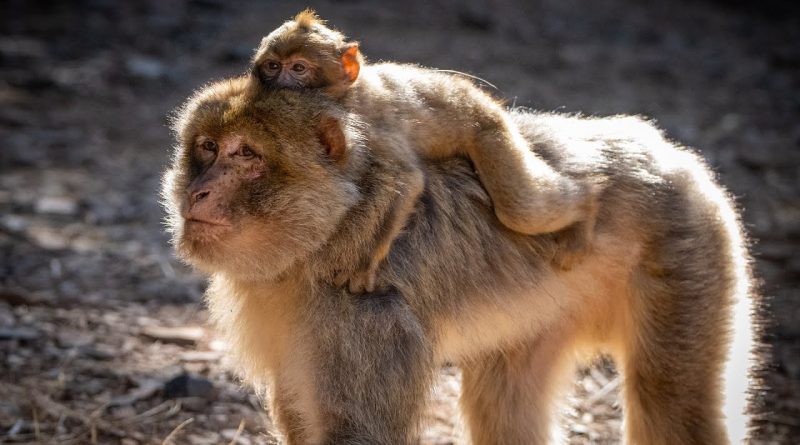 Réintroduction des singes magots au Maroc - Octobre 2025