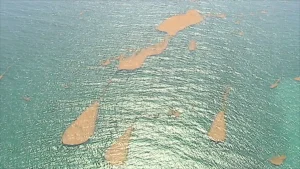 Sargasses : trois itinéraires vers les Antilles, dont un avec des algues chargées en métaux lourds