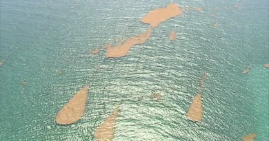 Sargasses : trois itinéraires vers les Antilles, dont un avec des algues chargées en métaux lourds