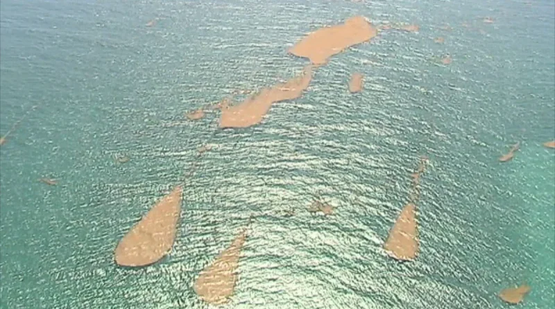 Sargasses : trois itinéraires vers les Antilles, dont un avec des algues chargées en métaux lourds