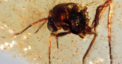 Scientists unearth a 112-million-year-old time capsule filled with ancient insects