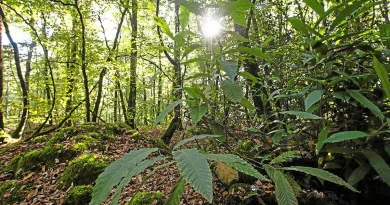 « Son expansion est beaucoup plus récente que dans d’autres régions » : la forêt bretonne, un or vert en pleine croissance