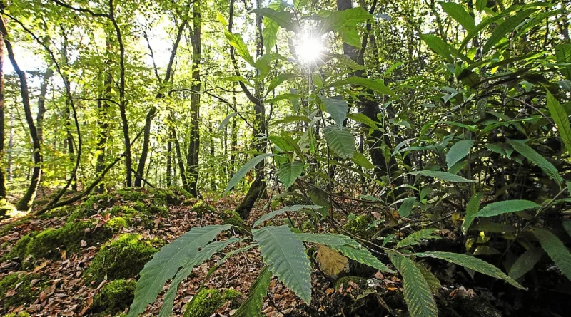 « Son expansion est beaucoup plus récente que dans d’autres régions » : la forêt bretonne, un or vert en pleine croissance