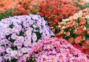 Surnommé « la fleur d'or », le chrysanthème est introduit en France au XVIIIe siècle et rencontre un succès immédiat - ici