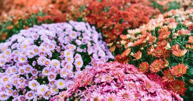 Surnommé « la fleur d'or », le chrysanthème est introduit en France au XVIIIe siècle et rencontre un succès immédiat - ici